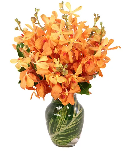 Amber Orchids Floral Design Amber Orchids Floral Design