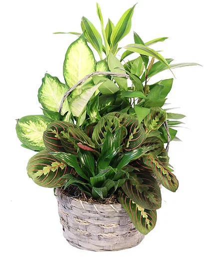 Emerald Delight Dish Garden Emerald Delight Dish Garden