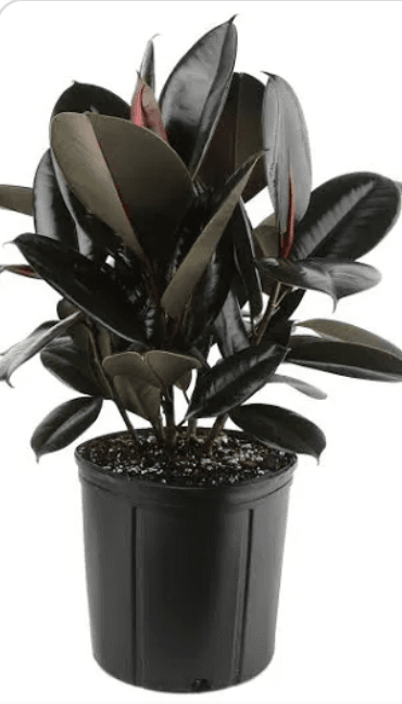 8" Rubber Tree