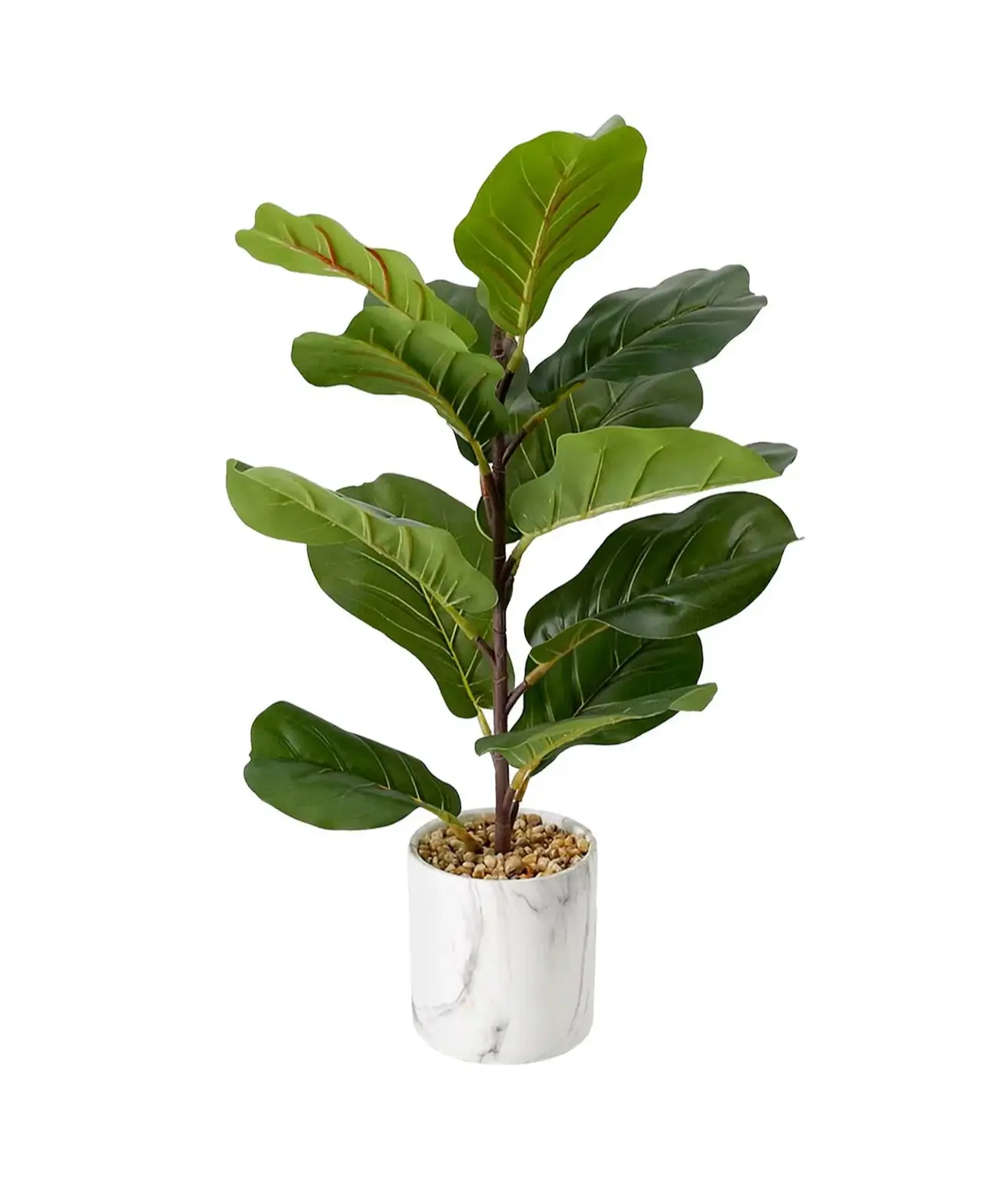 8" Fiddle Leaf 8" Fiddle Leaf