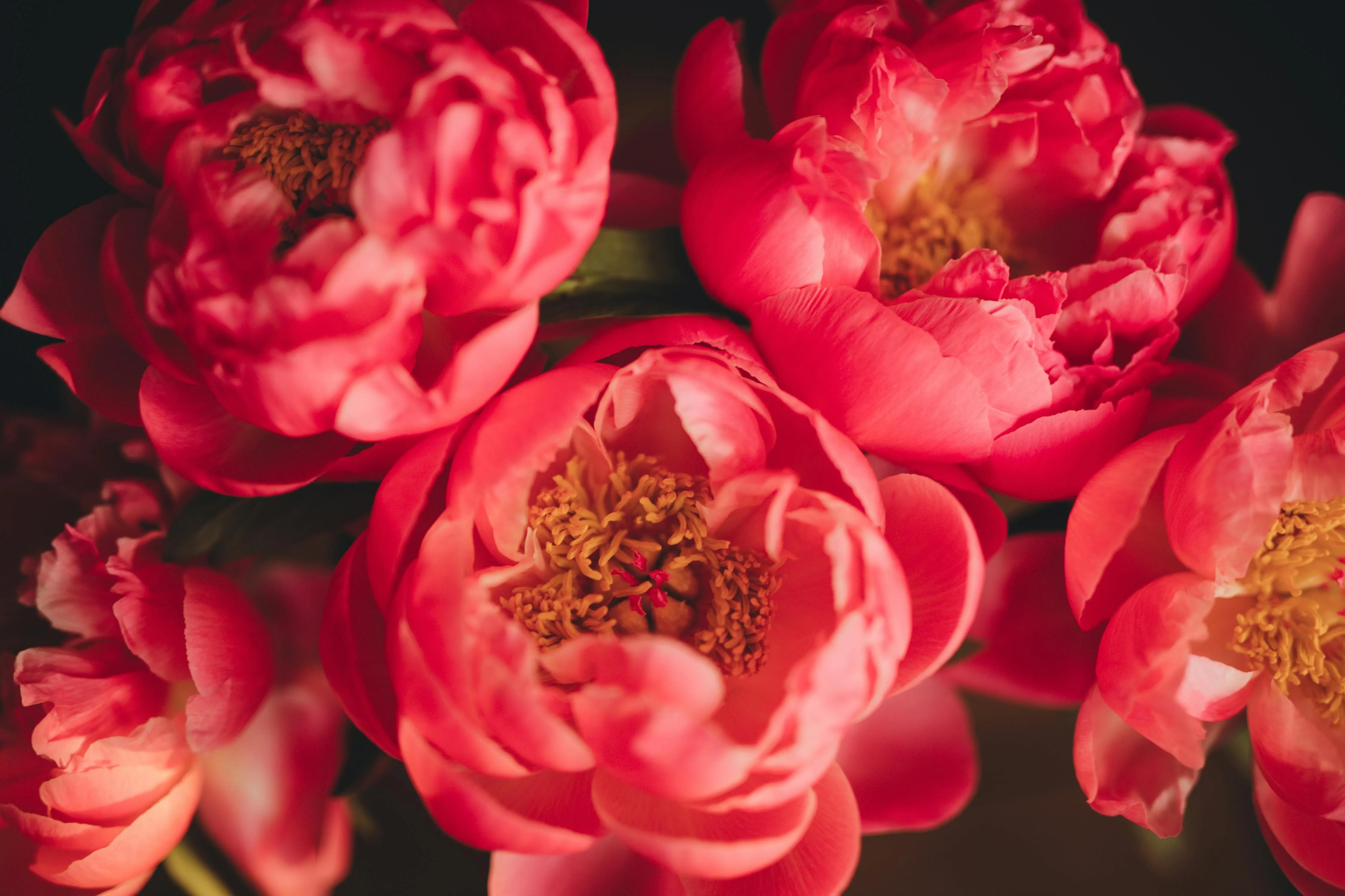 Featured flowers Featured flowers