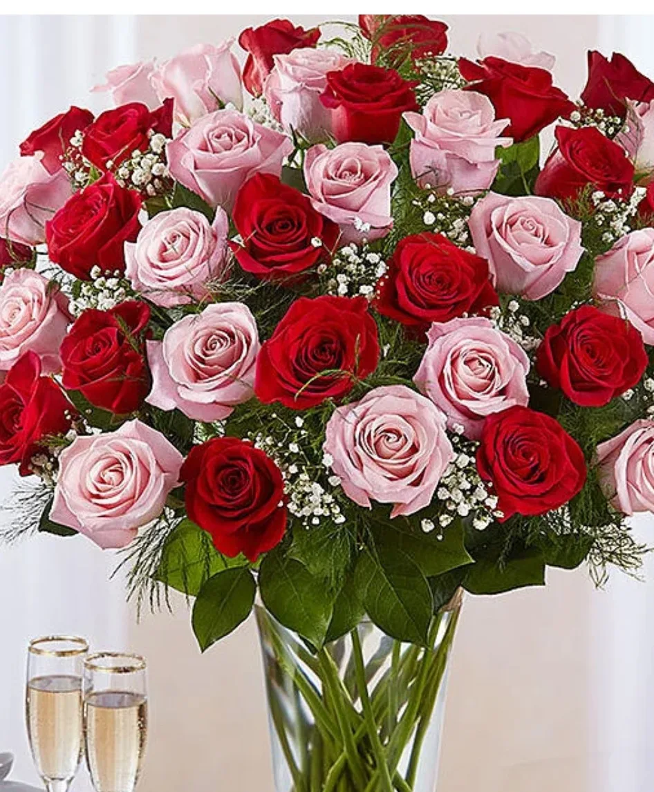 24 ROSES RED AND PINK 24 ROSES RED AND PINK