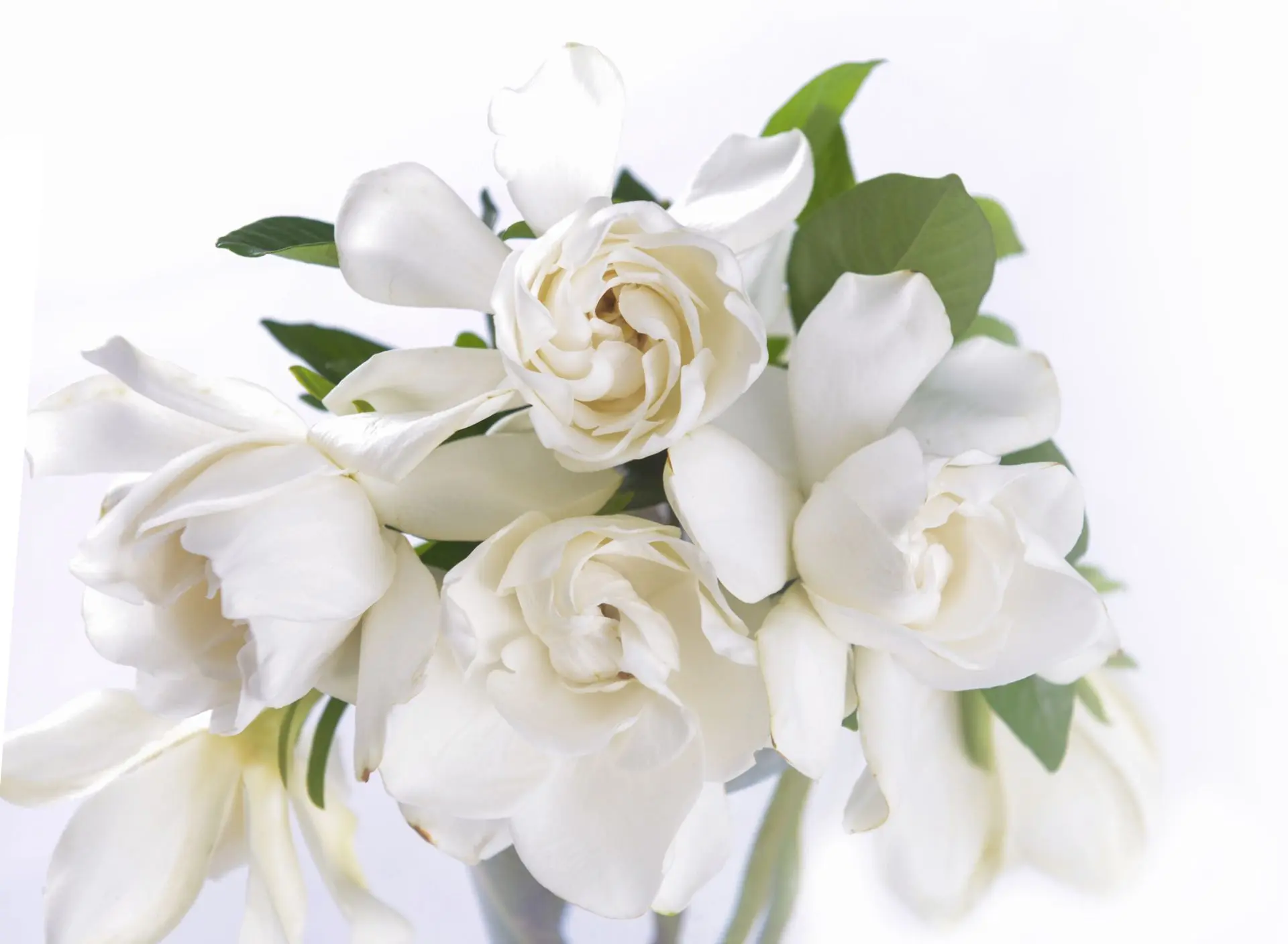 Featured flowers Featured flowers