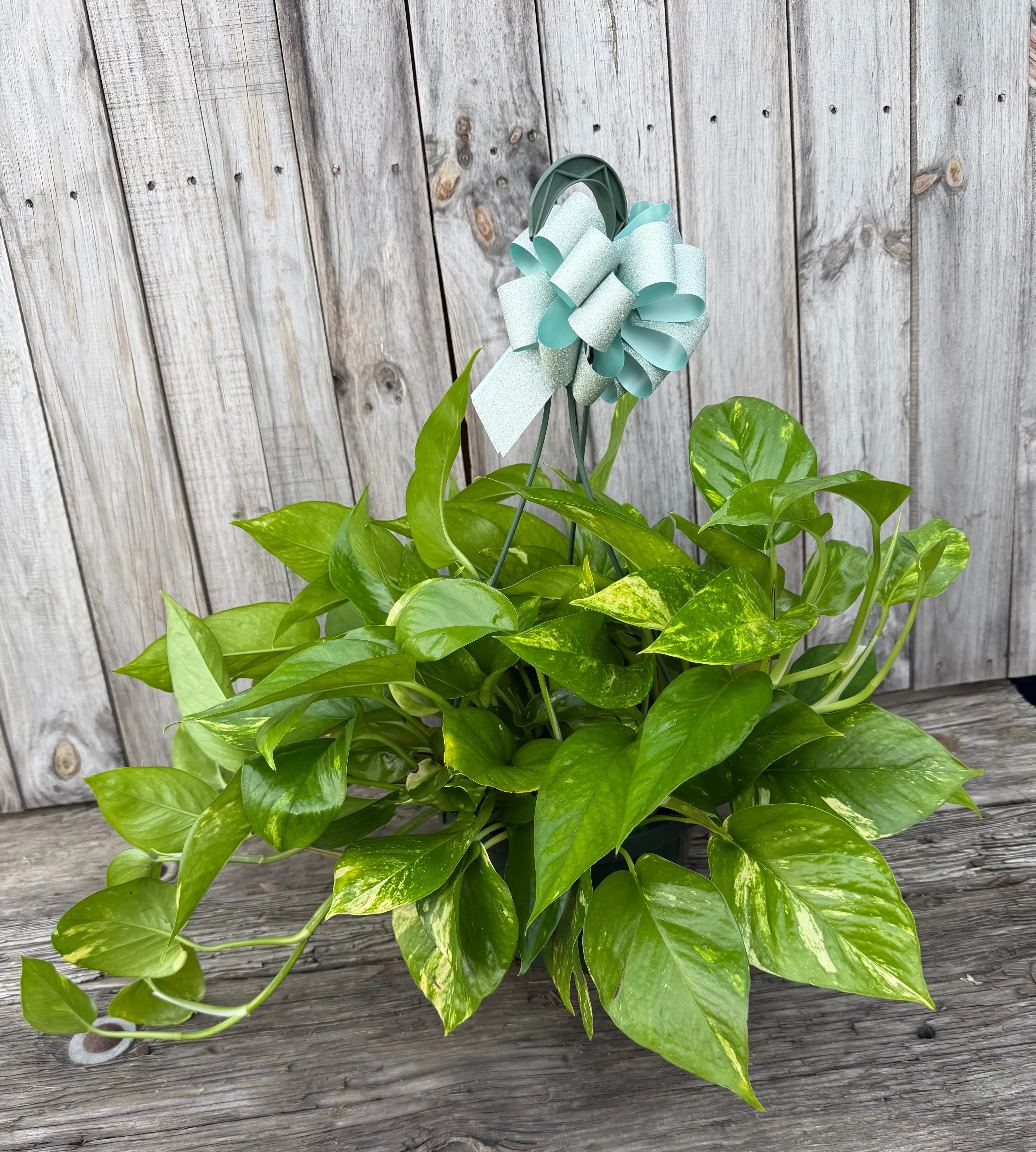 Pothos Hanging Basket Pothos Hanging Basket