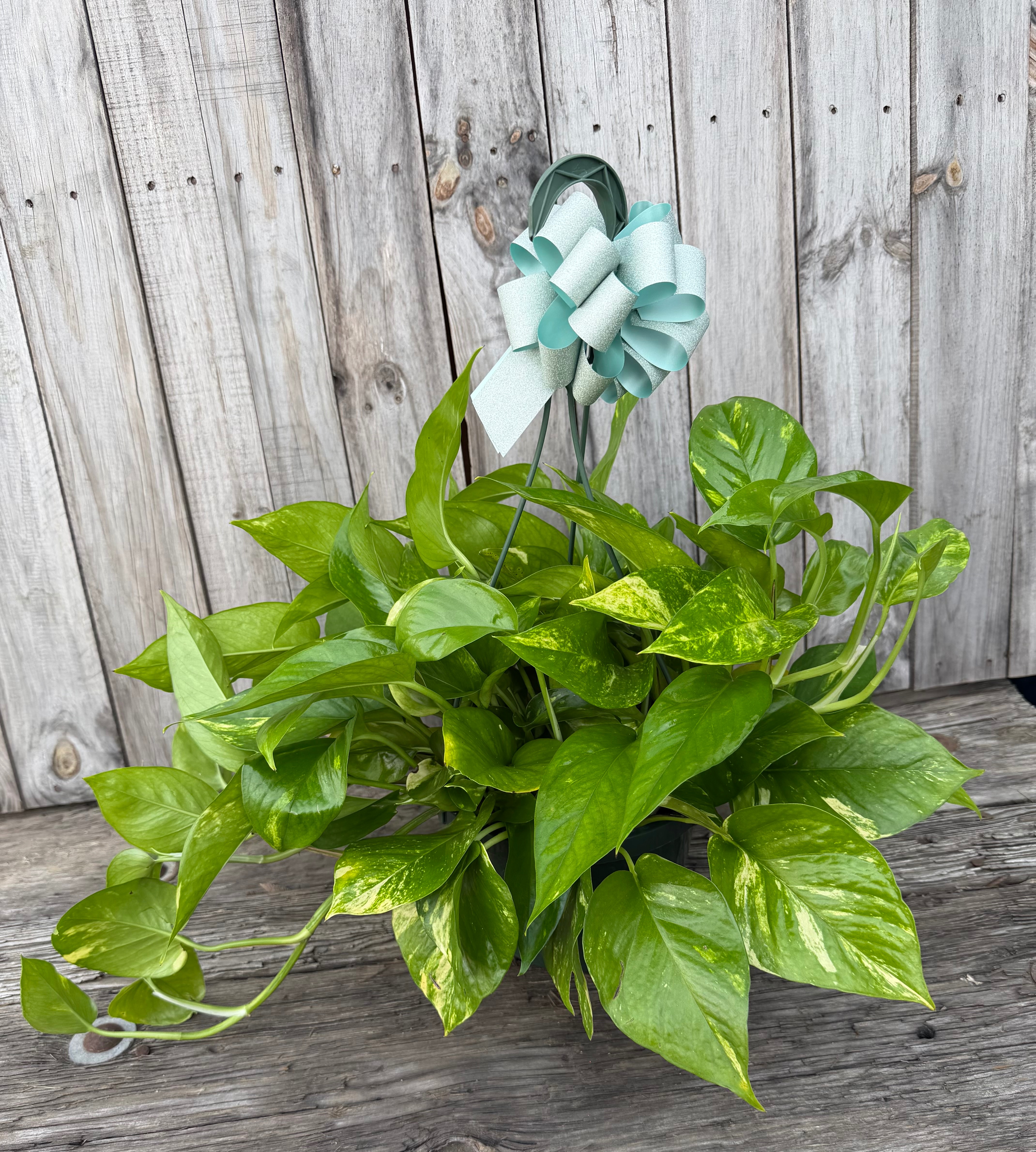 Pothos Hanging Basket Pothos Hanging Basket