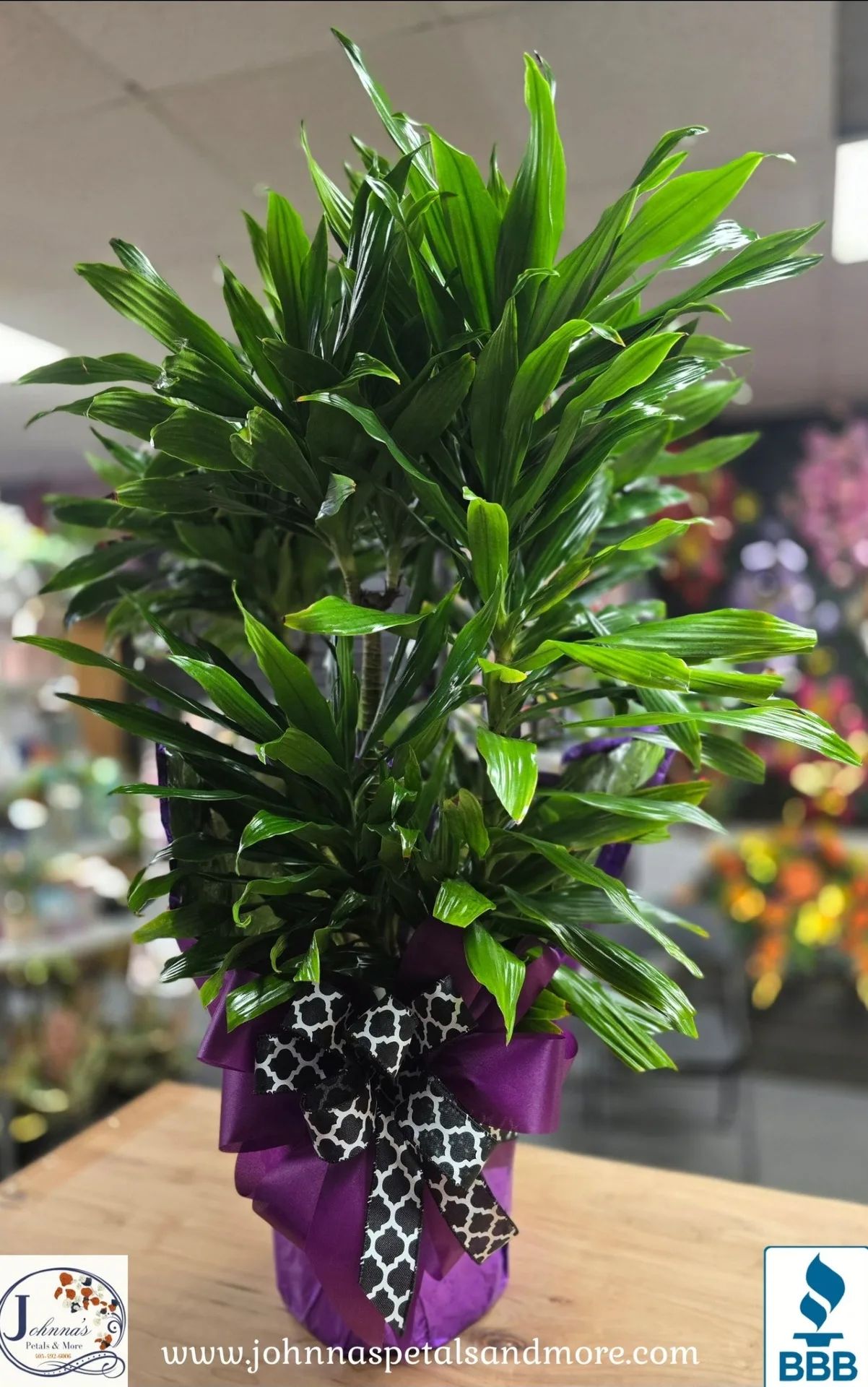 Dracena Green Plant