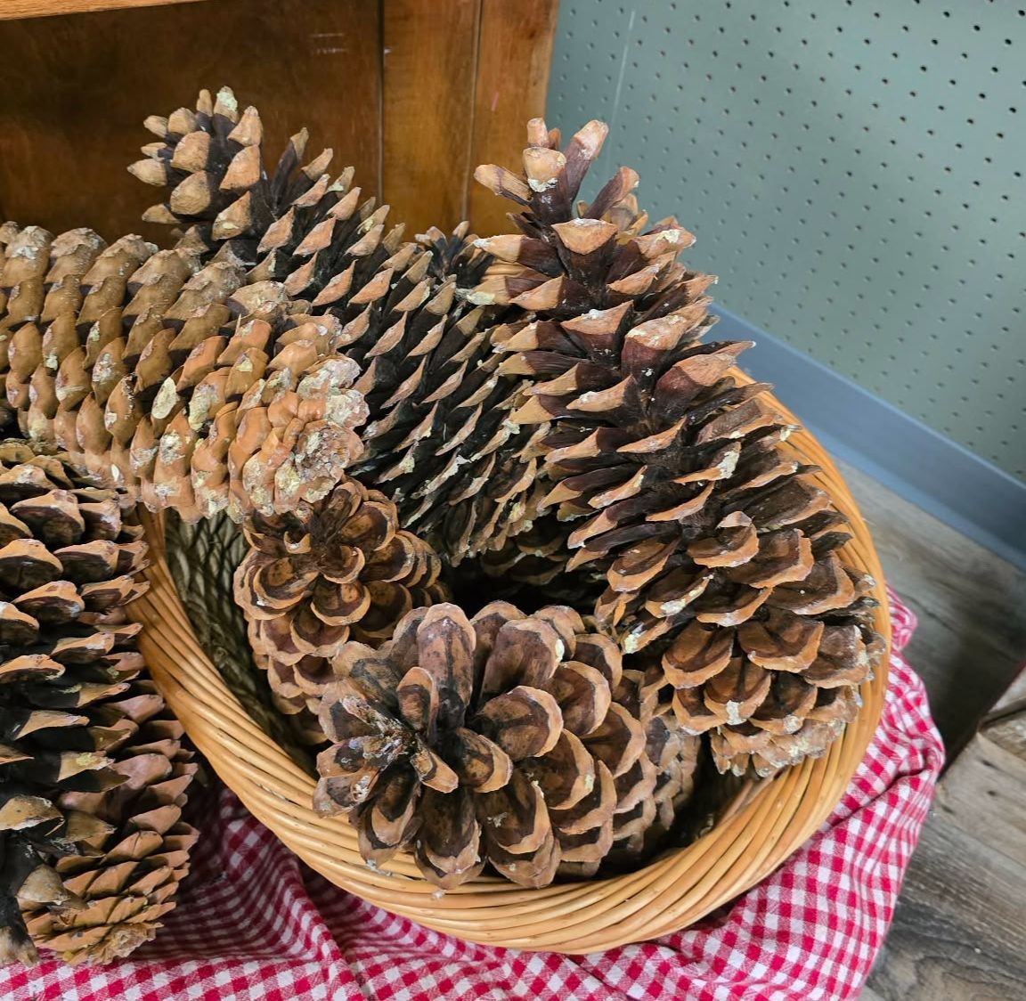 Large Pinecones Size (approx. 13in)