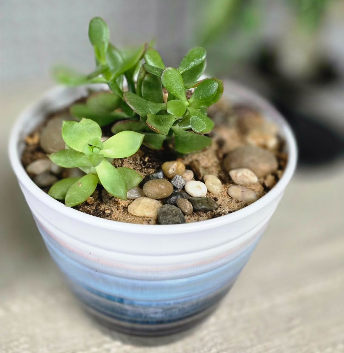 Blue Planter Small Succulents Blue Planter Small Succulents