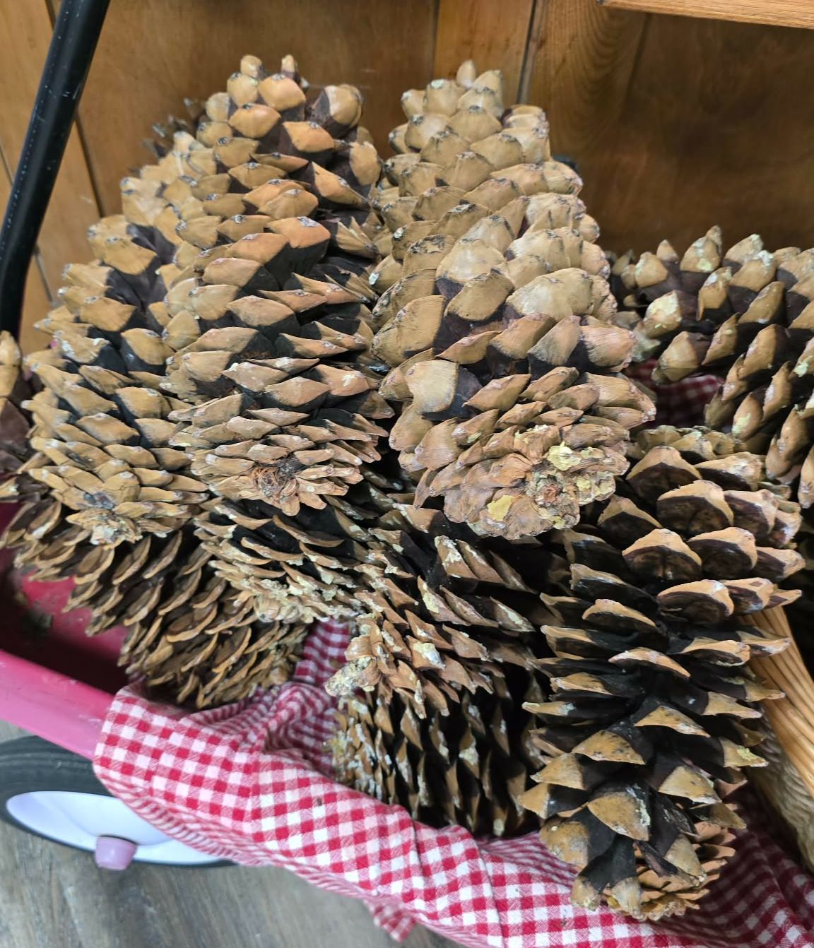 Large Pinecones Size (approx. 13in)