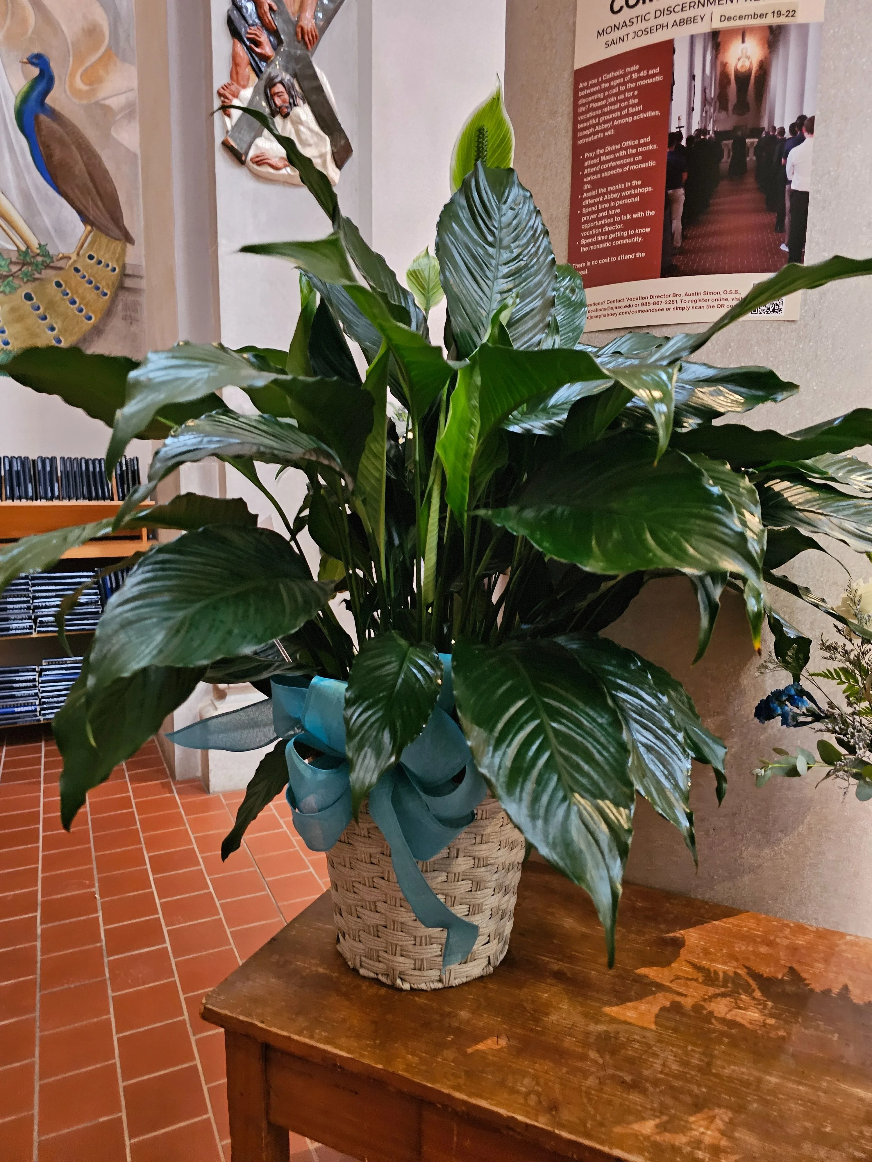 Peace Lily Plant Peace Lily Plant