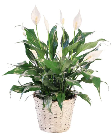 Blooming Peace Lily House Plant Blooming Peace Lily House Plant