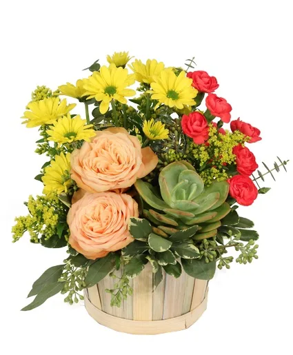 Succulent Peach Basket Arrangement Succulent Peach Basket Arrangement