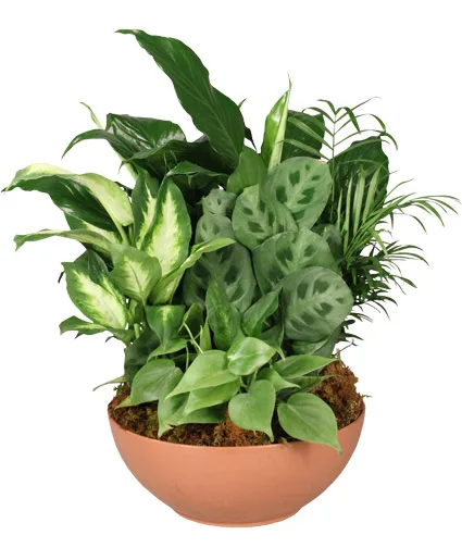 Gift of Green Dish Garden of Plants Gift of Green Dish Garden of Plants