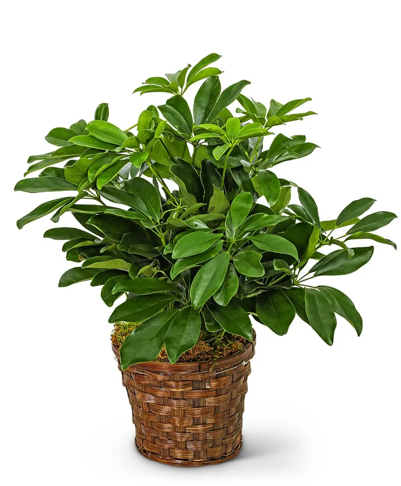 Miniature Schefflera Plant Plant Miniature Schefflera Plant Plant