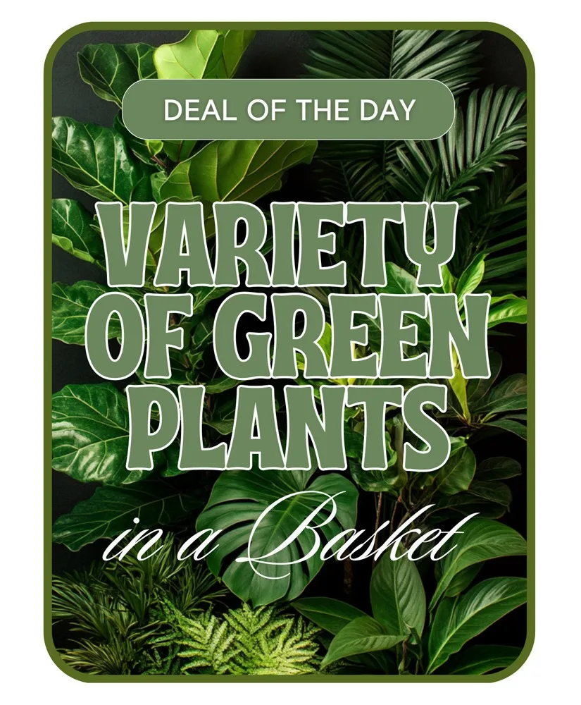 Designer's Choice - Variety of Green Plants Plants Designer's Choice - Variety of Green Plants Plants