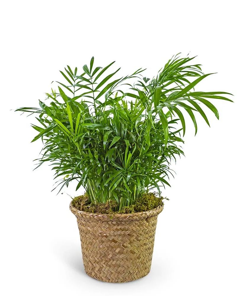 Palm Plant in Basket Plant