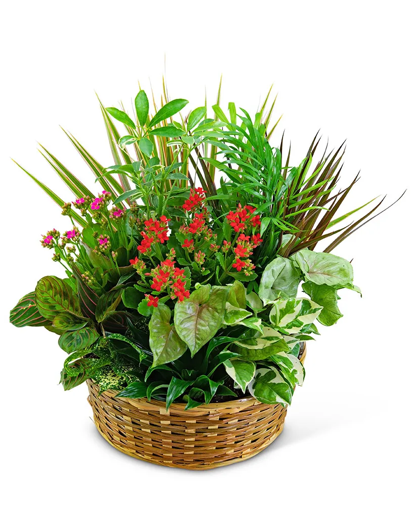 Large Blooming Dish Garden Plants Large Blooming Dish Garden Plants
