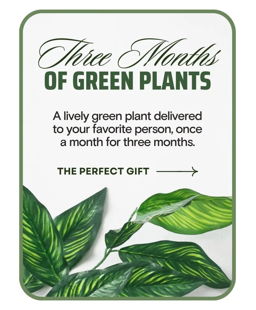 Plant Subscription (3) Plants