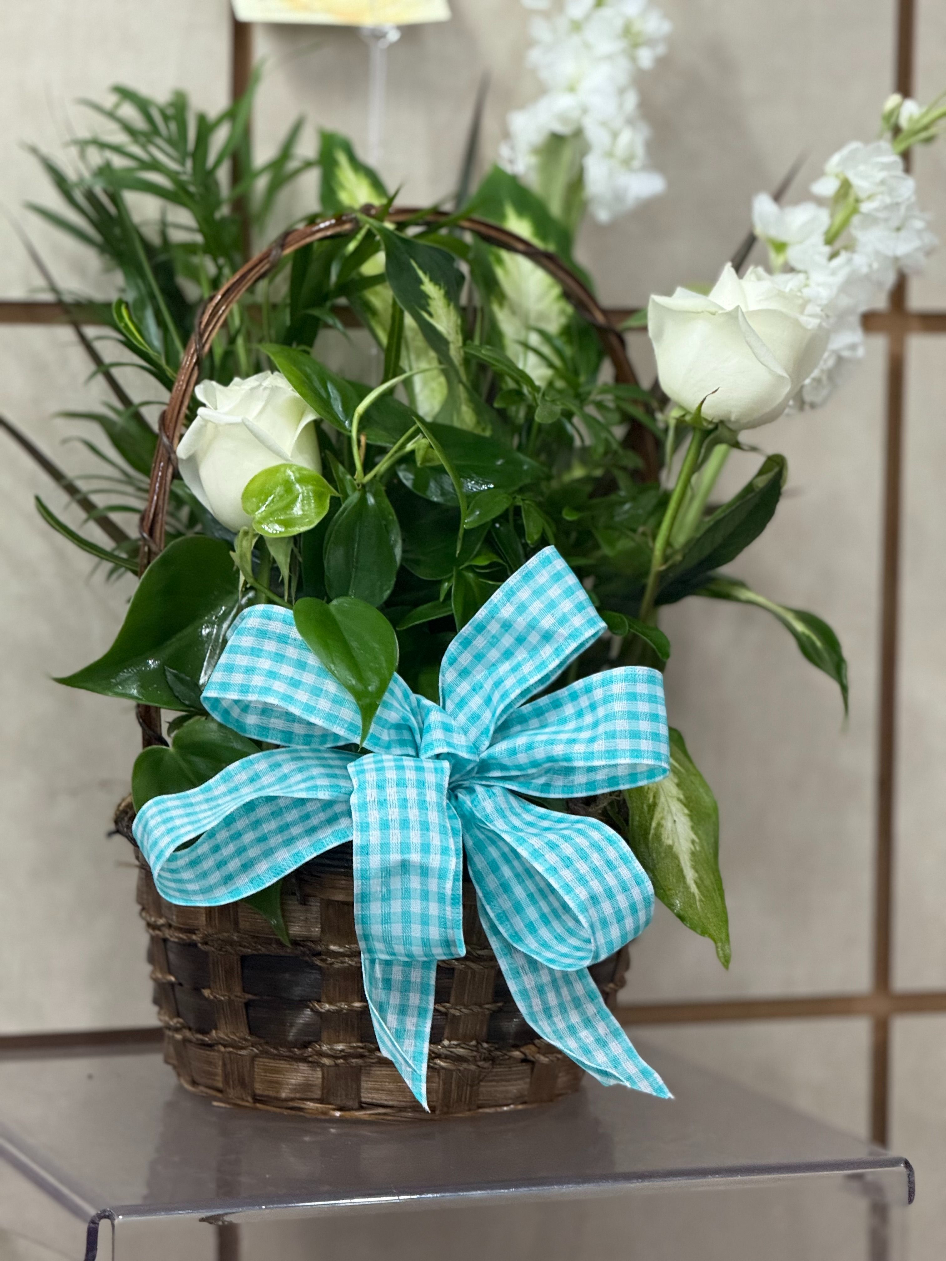 Dish Garden Collection