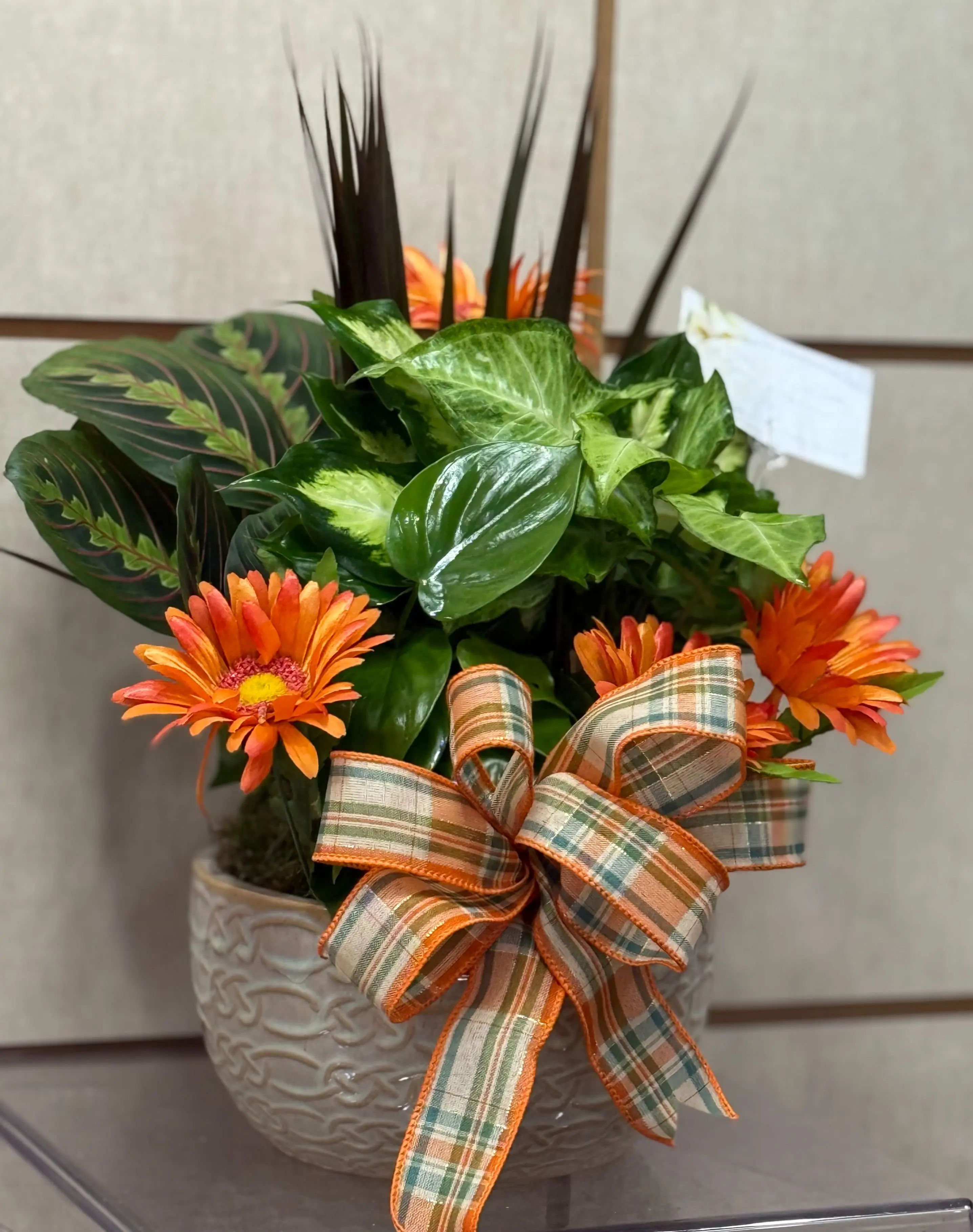 Dish Garden Collection