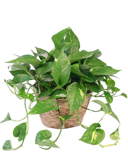 Hanging Golden Pothos House Plant Hanging Golden Pothos House Plant