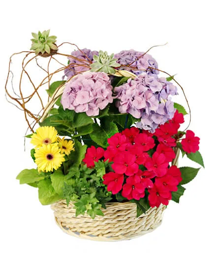Charming Garden Basket Flowering Plants Charming Garden Basket Flowering Plants