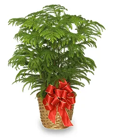 NORFOLK ISLAND PINE Holiday Plant Basket NORFOLK ISLAND PINE Holiday Plant Basket