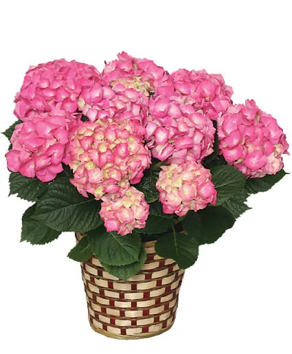 BLOOMING HYDRANGEA (Color may vary) BLOOMING HYDRANGEA (Color may vary)