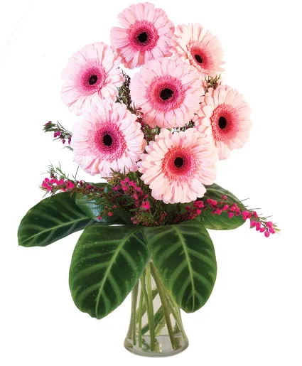Lucky Seven Gerberas Floral Design Lucky Seven Gerberas Floral Design