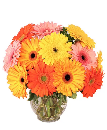 Groovy Gerberas Flower Arrangement Groovy Gerberas Flower Arrangement