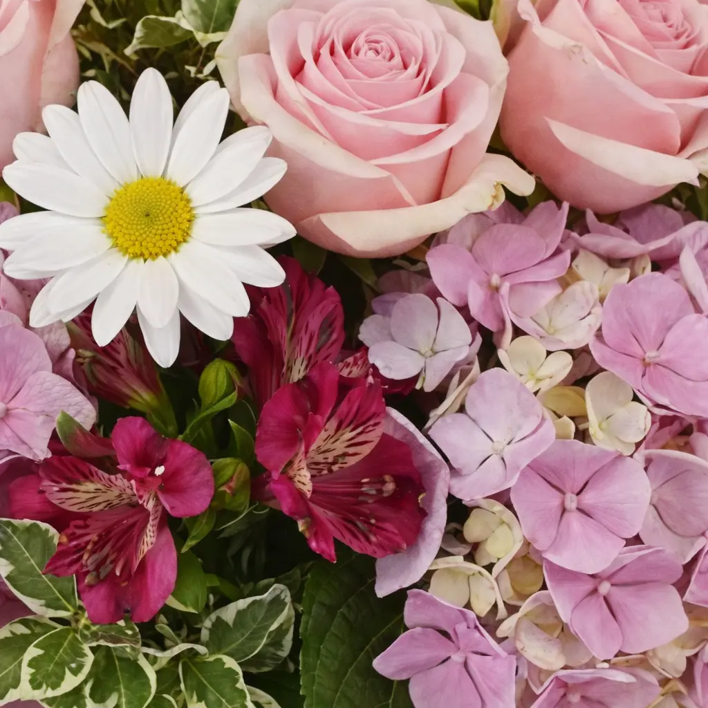 Designer Choice Designer Choice