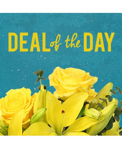 Deal of the Day Designer's Choice Deal of the Day Designer's Choice