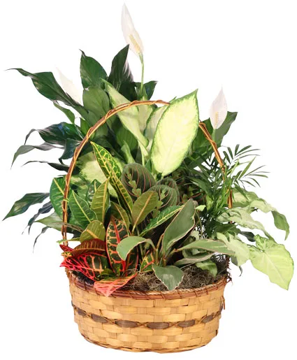 Plentiful Plant Basket Dish Garden Plentiful Plant Basket Dish Garden