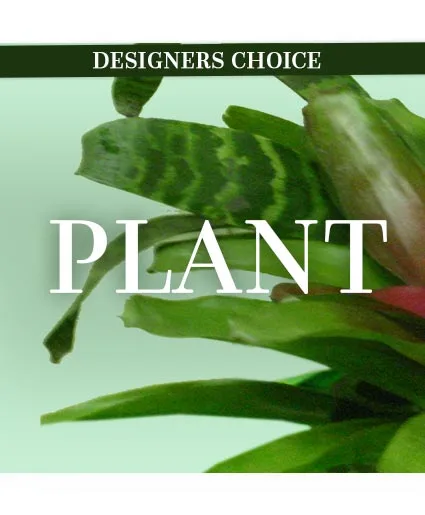 Lovely Plant Designer's Choice Lovely Plant Designer's Choice