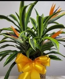 Lemon Lime Pop Plant Lemon Lime Pop Plant
