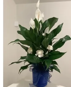 Lily Plant Lily Plant