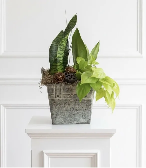 Industrial Metal Container Garden Easy Care Plants Industrial Metal Container Garden Easy Care Plants