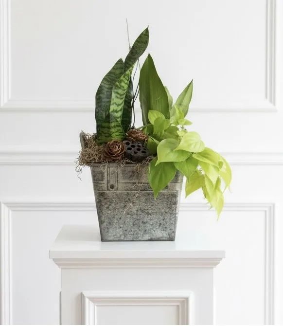 Industrial Metal Container Garden Easy Care Plants