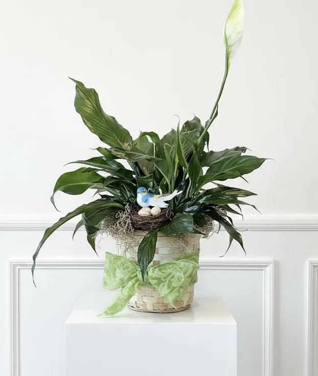 Classic Peace Lily (Spathiphyllum) Medium Classic Peace Lily (Spathiphyllum) Medium
