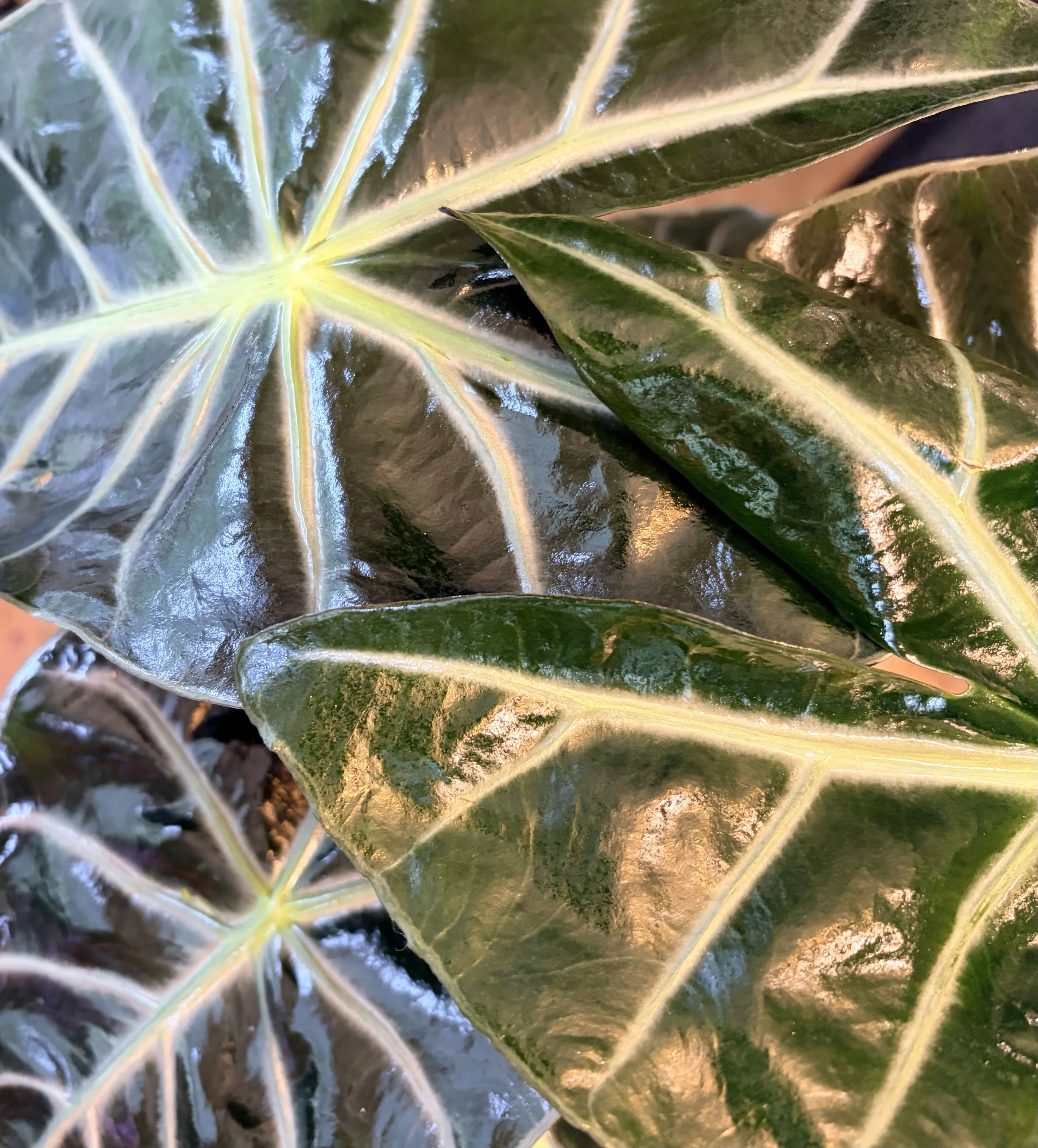 Alocasia (African Mask)