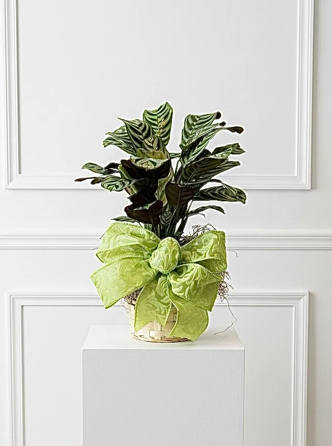 Prayer Plant Prayer Plant