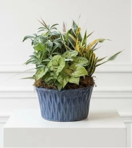 Comforting Greens 8" ceramic dish garden