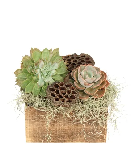 Nature's Solace House Plant Nature's Solace House Plant