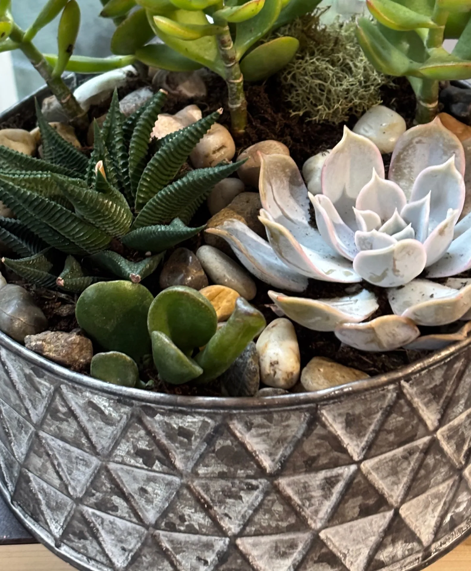 Plants collection Plants collection