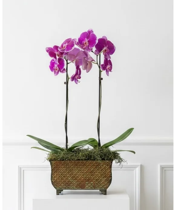 Graceful Beauty Potted Orchid Arrangement Graceful Beauty Potted Orchid Arrangement