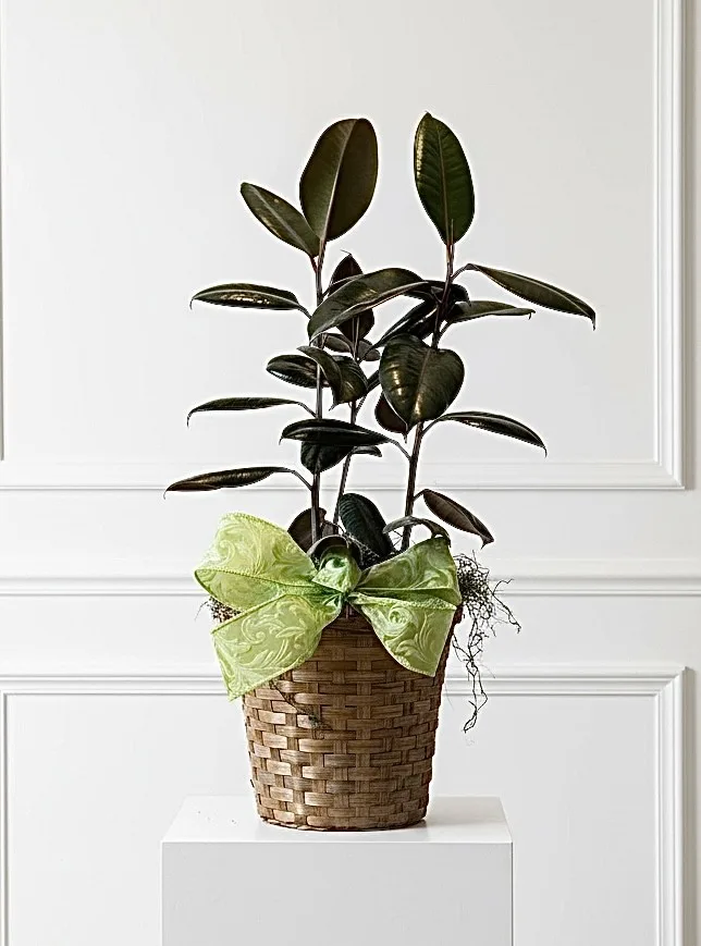 Ficus Rubber Tree Plant Ficus Rubber Tree Plant