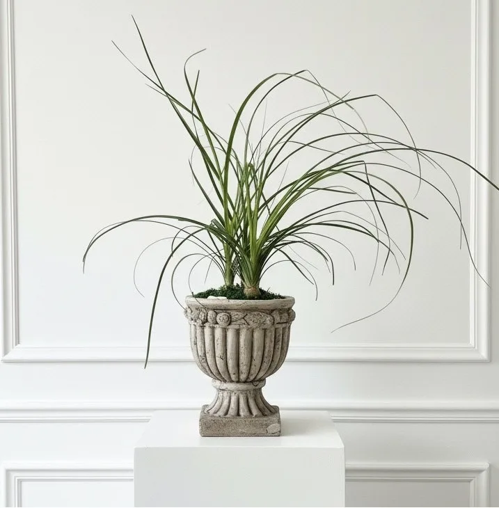 Ponytail Palm in Concrete Urn Easy Care Plant Ponytail Palm in Concrete Urn Easy Care Plant