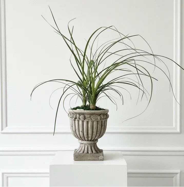 Ponytail Palm in Concrete Urn Easy Care Plant