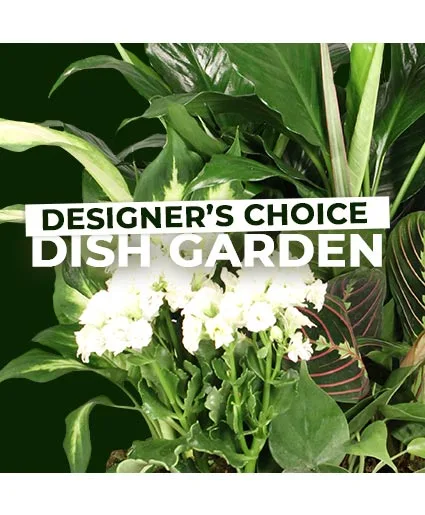 Dish Garden Selection Designer's Choice Dish Garden Selection Designer's Choice
