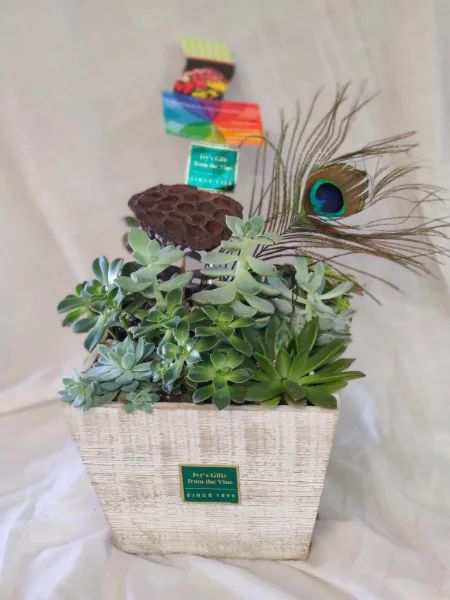Box of Succulents Green Plant